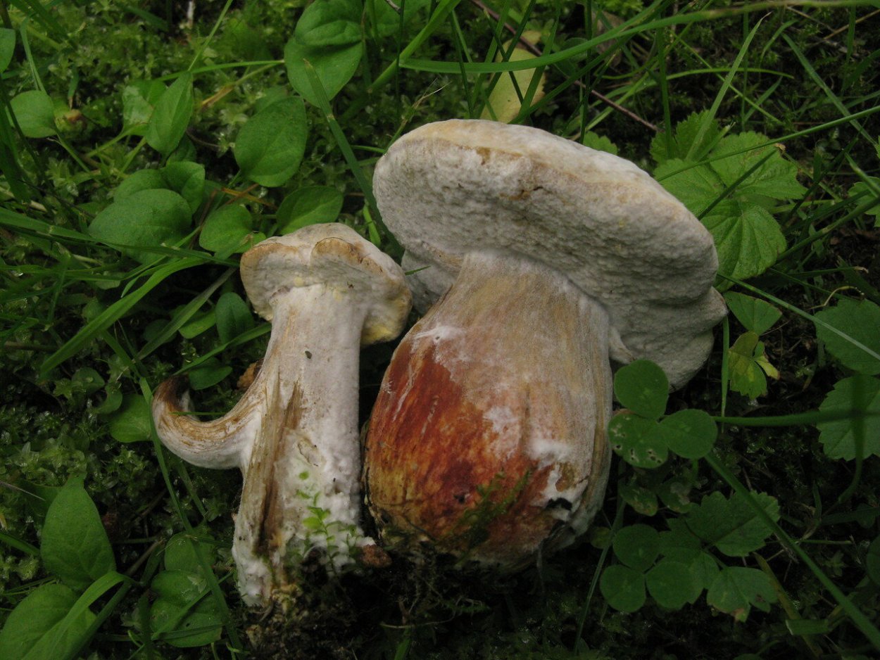 Гриб пораженный гипомицесом