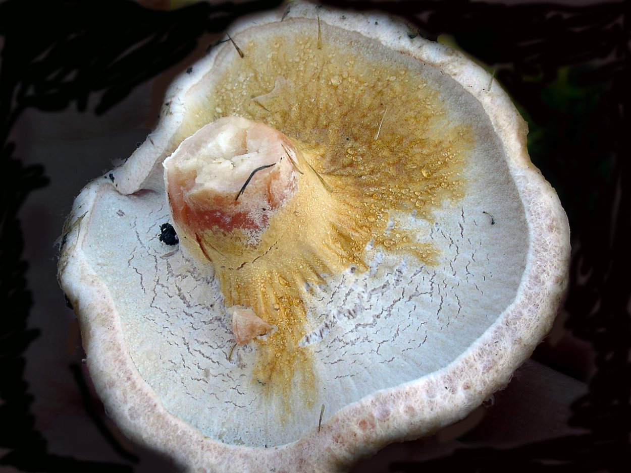 Гипомицес гриб