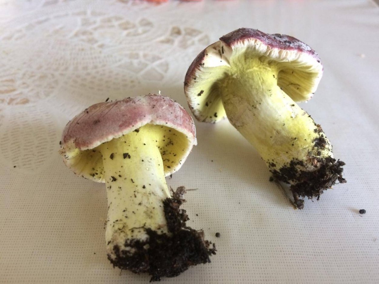 Гипомицес гриб