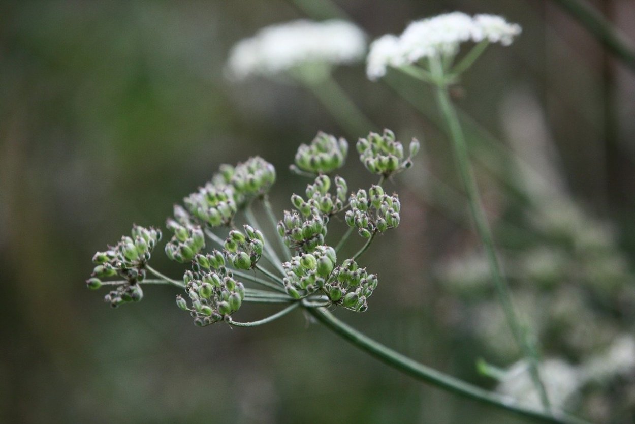 Сорняк морковник