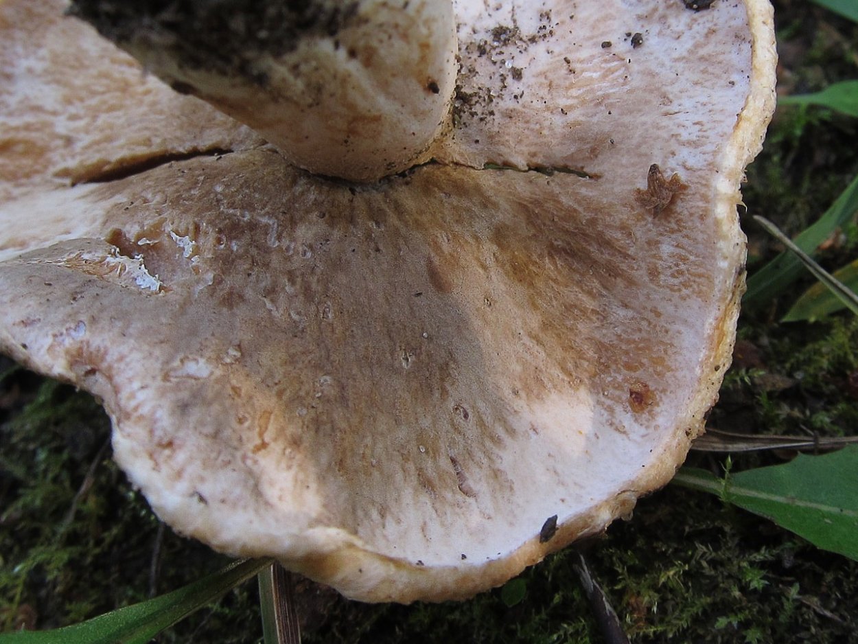 Рыжики пораженные гипомицесом