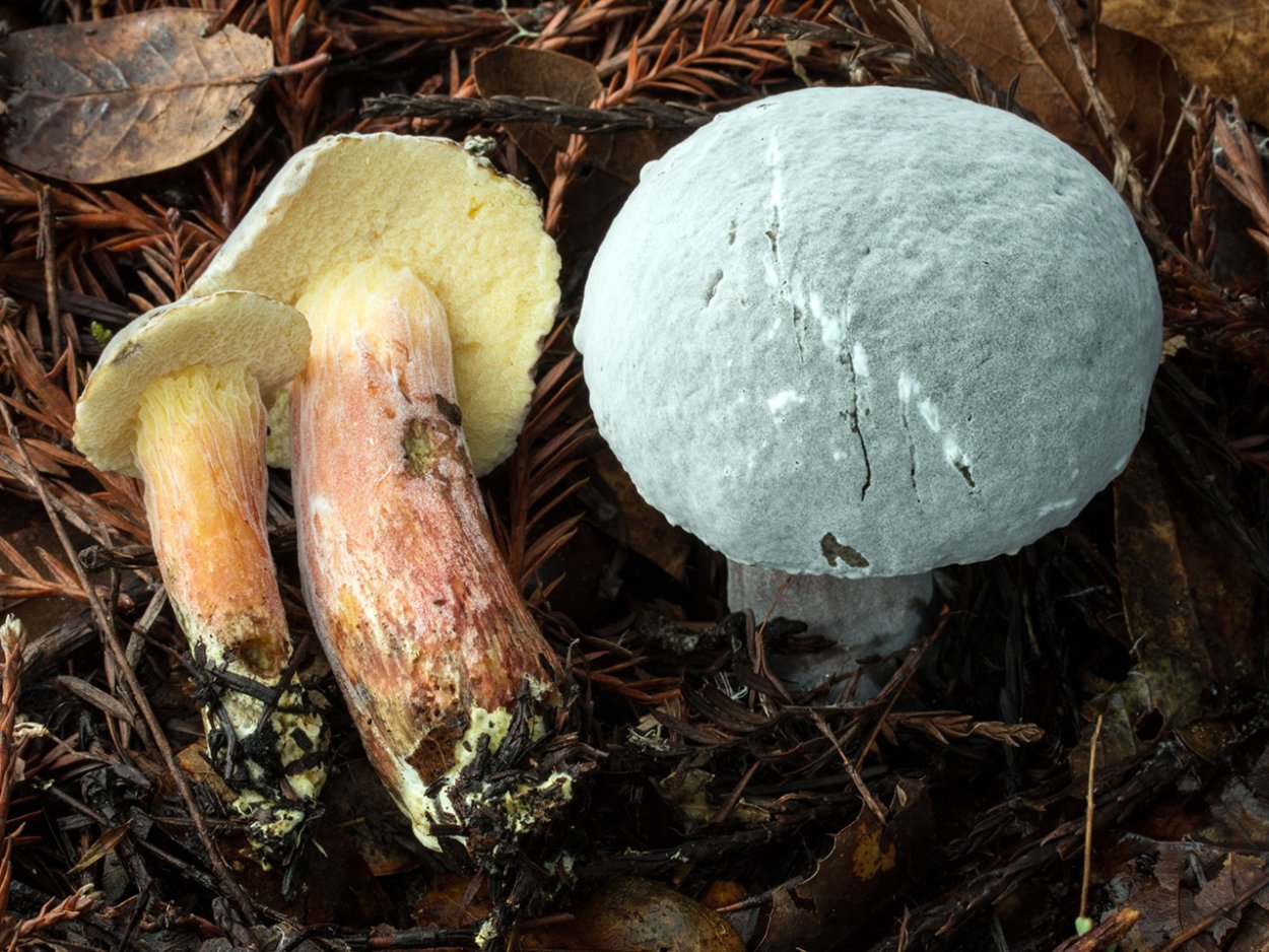 Масленок пораженный гипомицесом