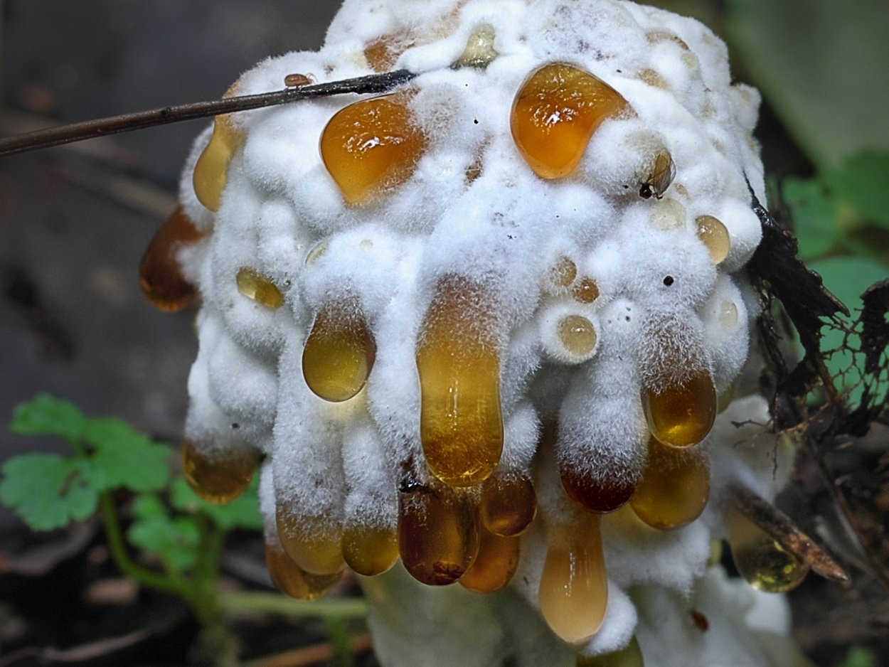 Hypomyces chrysospermus