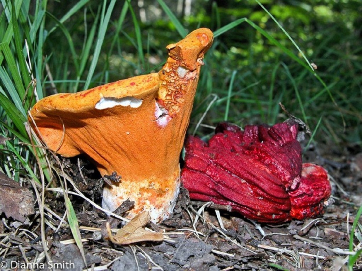 Гипомицес млечниковый