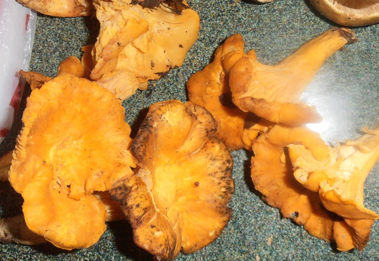 Оранжевый гриб похож на ухо