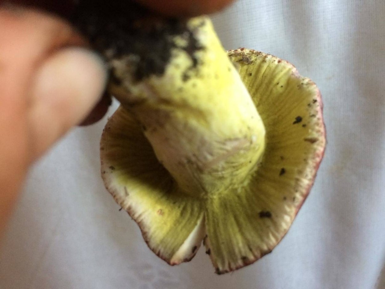 Гипомицес гриб зеленый