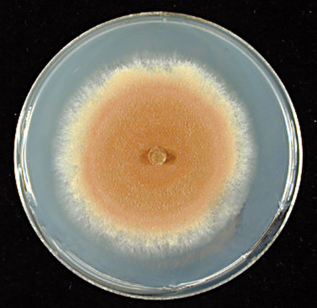 Hypomyces completus