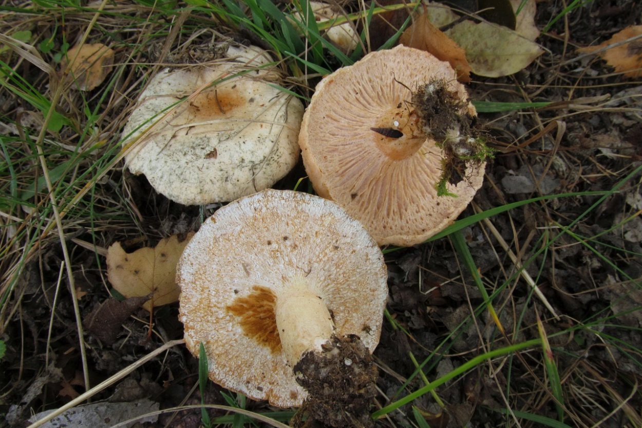 Hypomyces lateritius