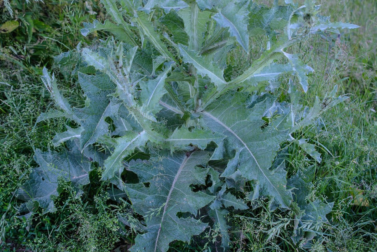 Татарник колючий (чертополох) листья