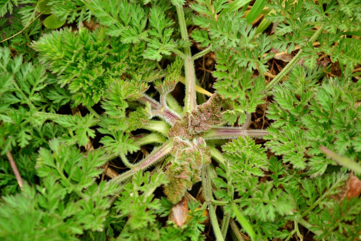 Трава Дикая морковь