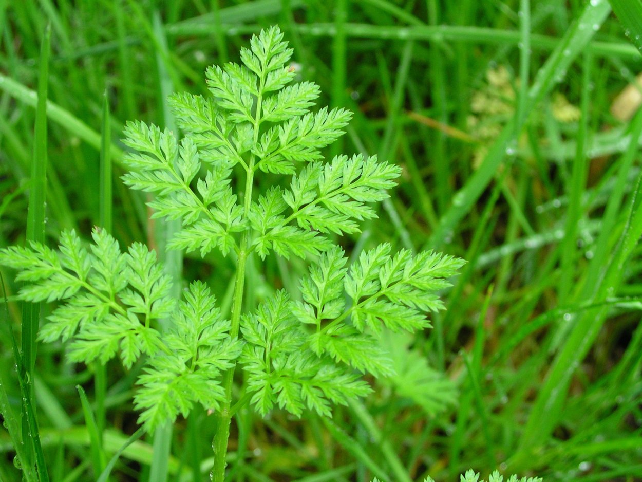 Болиголов петрушка