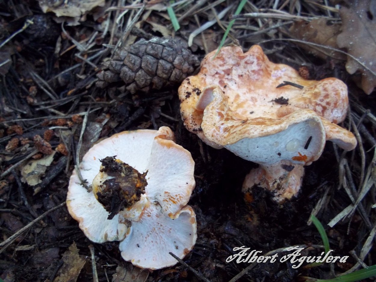 Гипомицес кирпично-красный