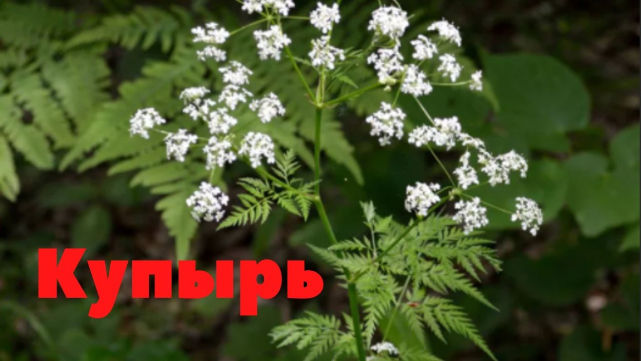 Купырь Лесной характеристика