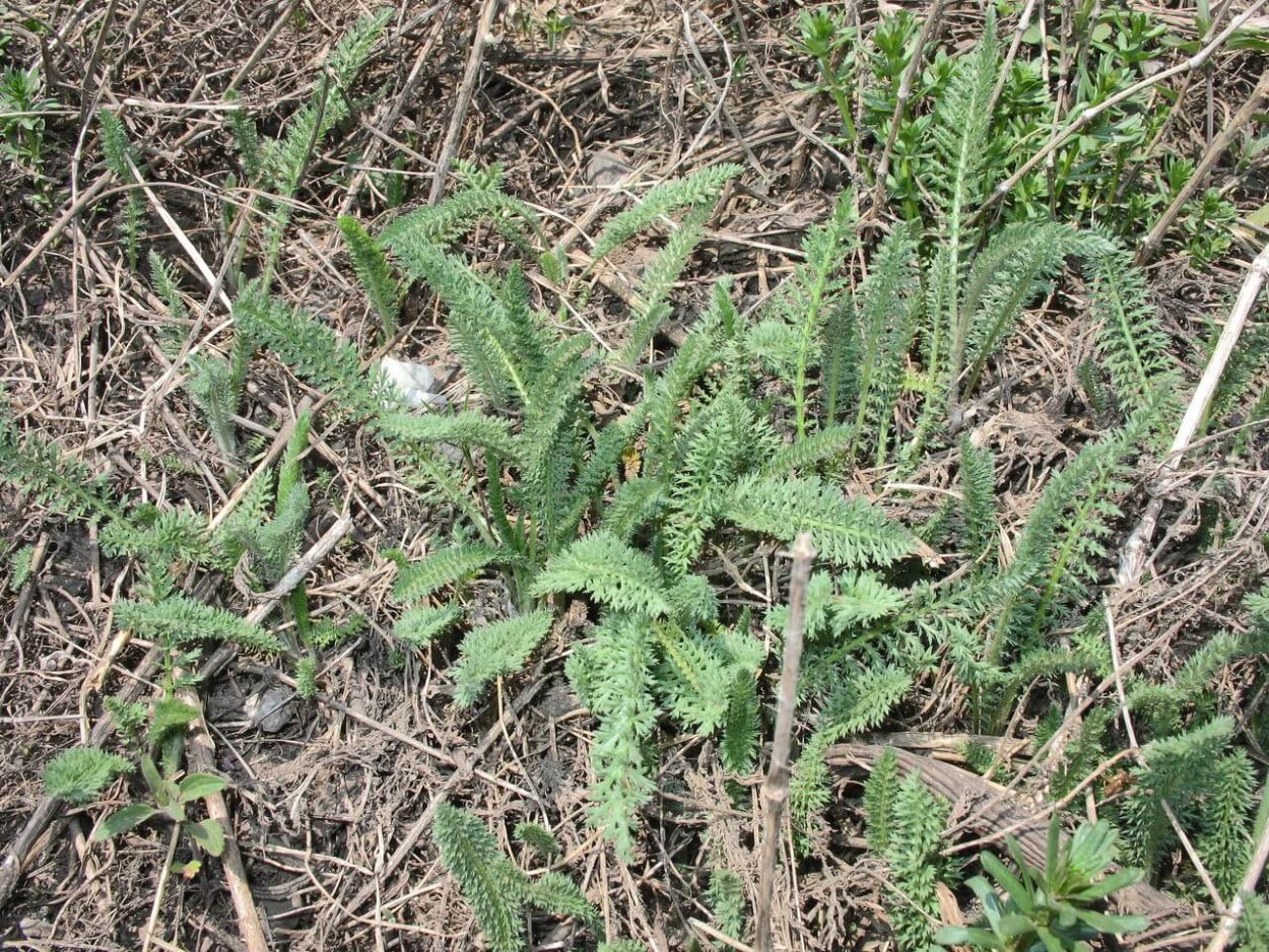 Тысячелистник сорняк