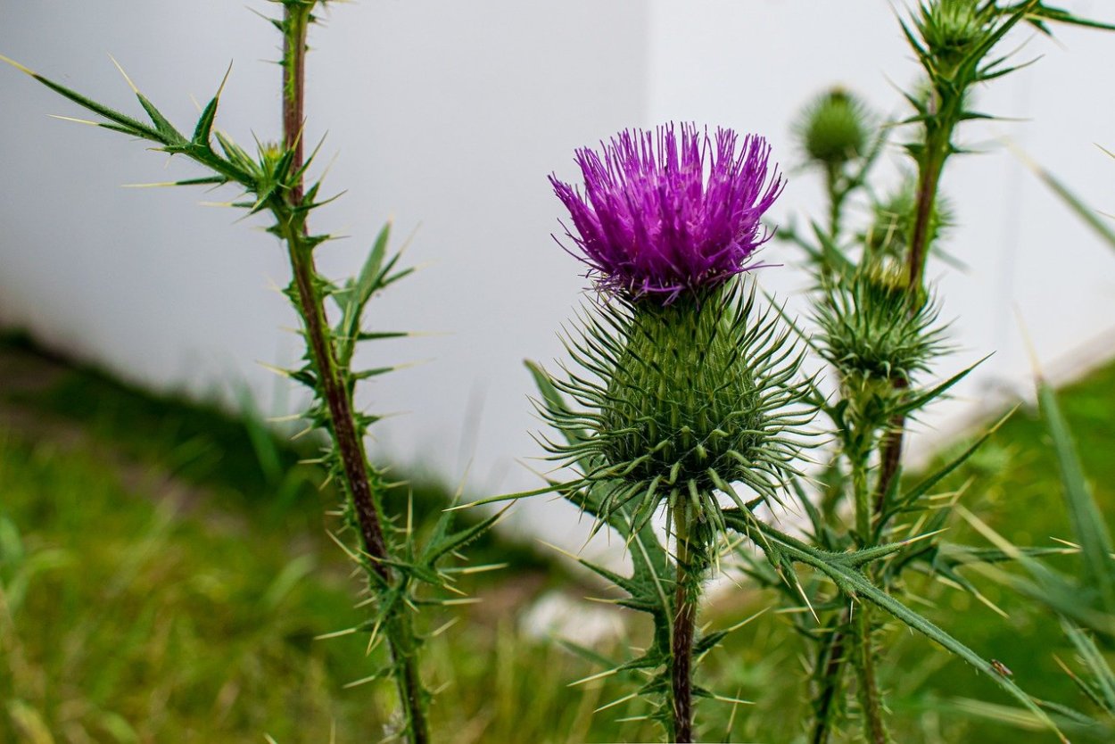 Чертополох мелкоголовчатый