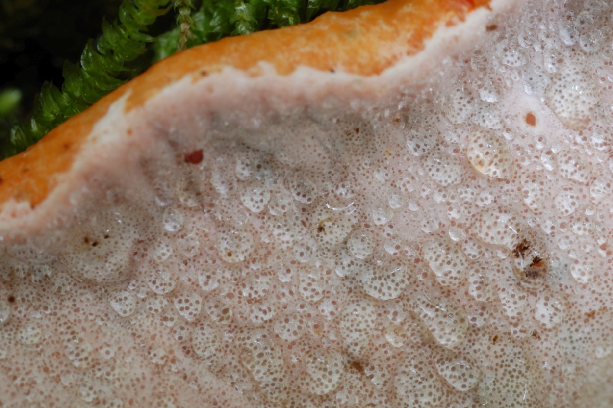 Hypomyces lateritius