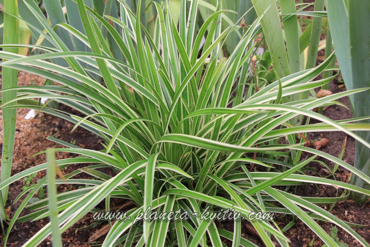 Осока Моравская Ice Dance