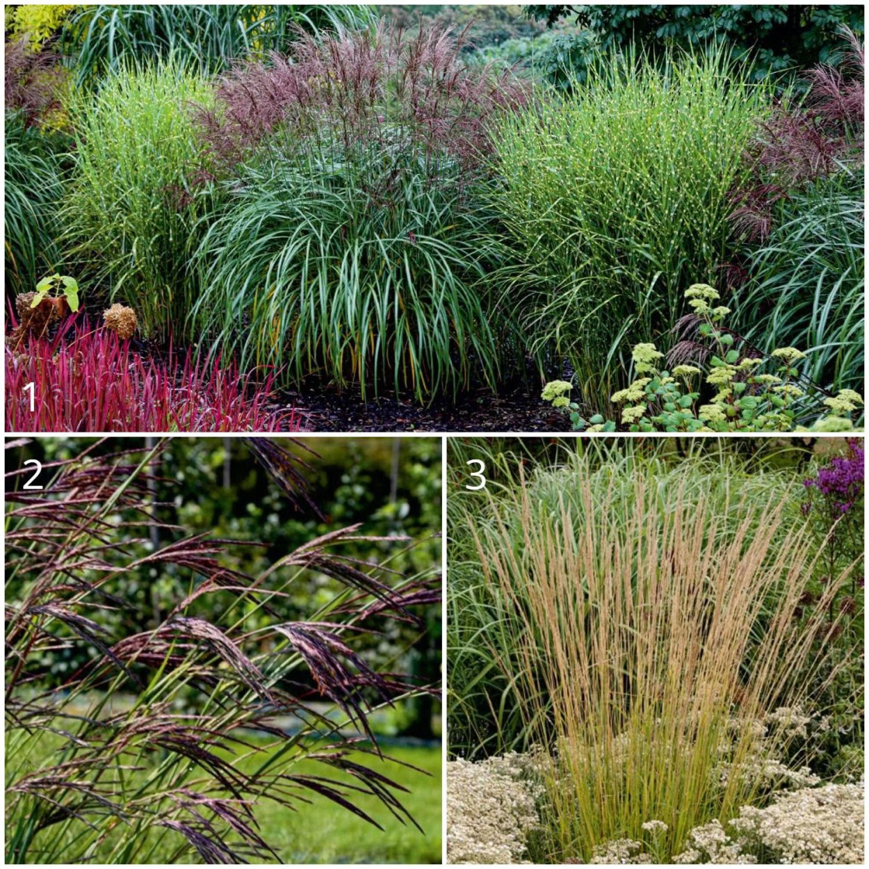 Вейник остроцветковый Вальденбух