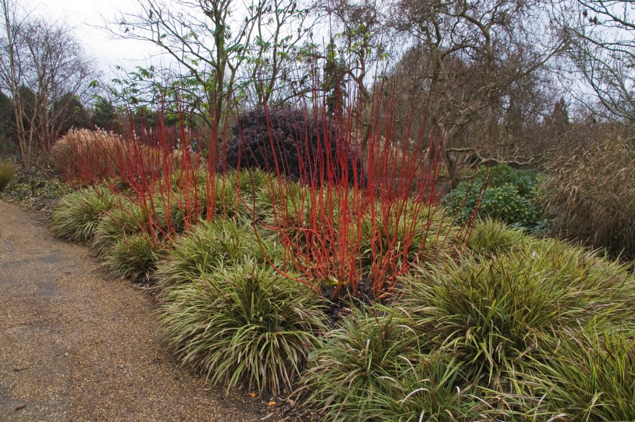 Carex Mor. 'Fishers form'