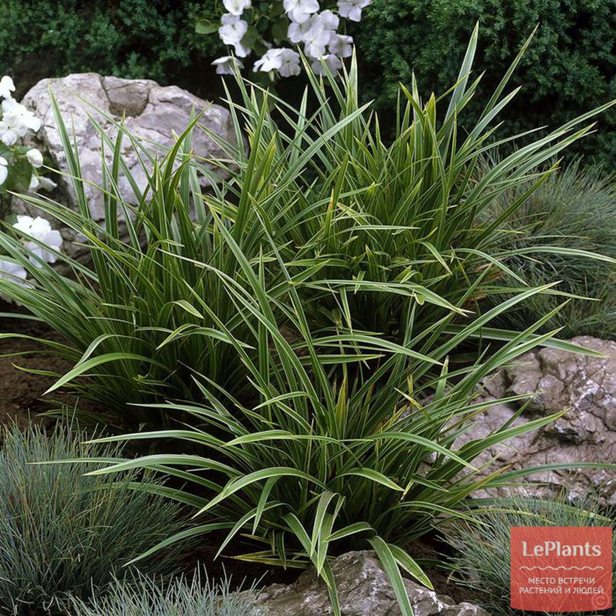 Декоративная Осока Морроу