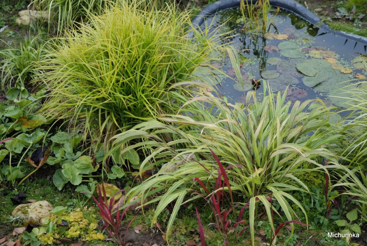 Осока пальмолистная в ландшафтном