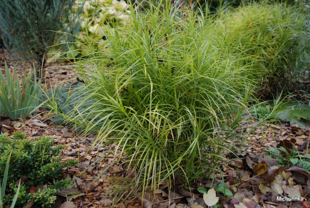 Осока пальмолистная Голд Фонтейн