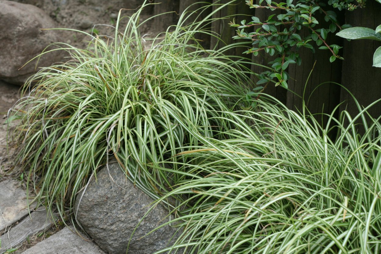 Осока Морроу Вариегата (с2)