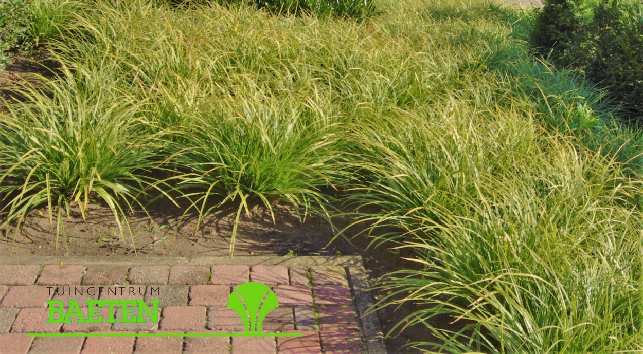 Осока Моррова "Вариегата"