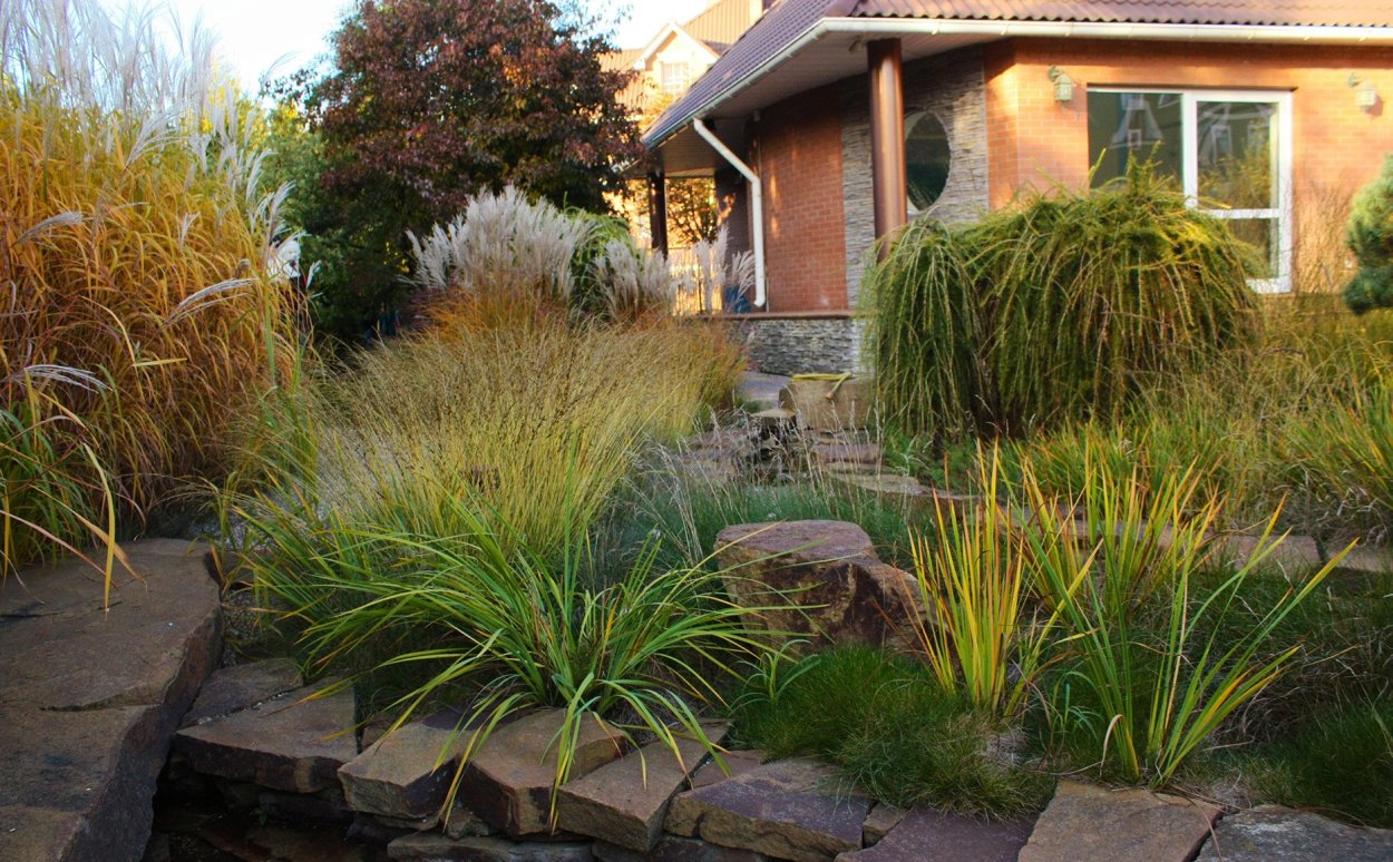 Злаки в соседстве с хвойными саду