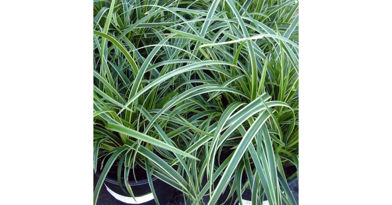 Осока Морроу (Carex morrowii 'variegata) р9