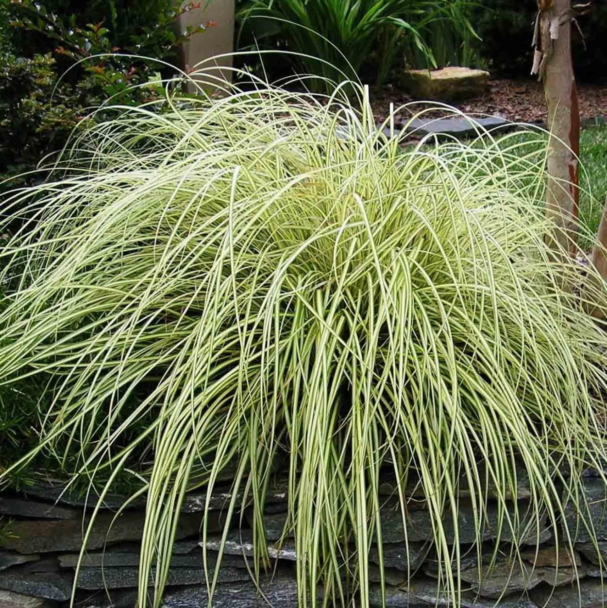 Осока (Carex) Эверголд