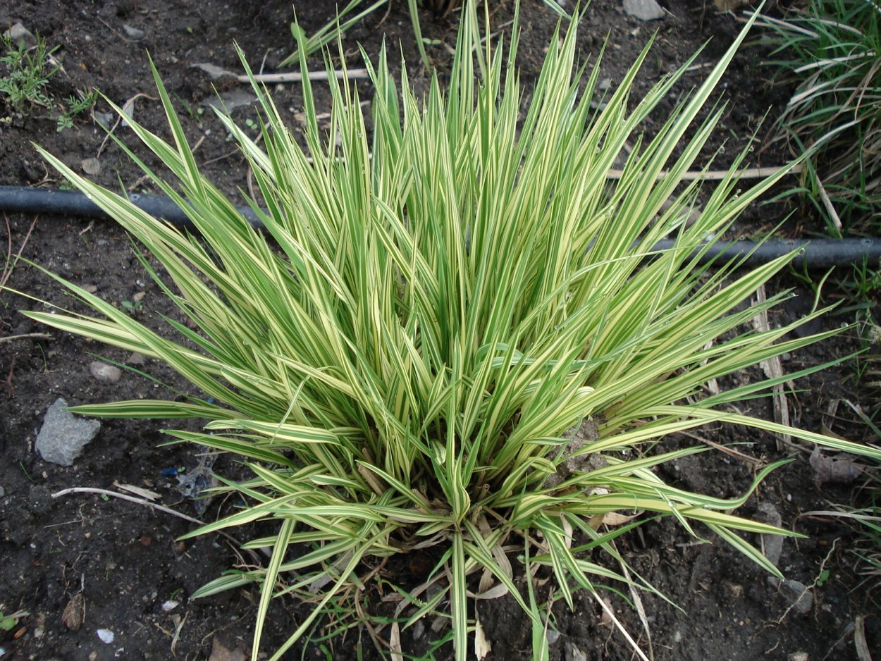 Молиния голубая Вариегата