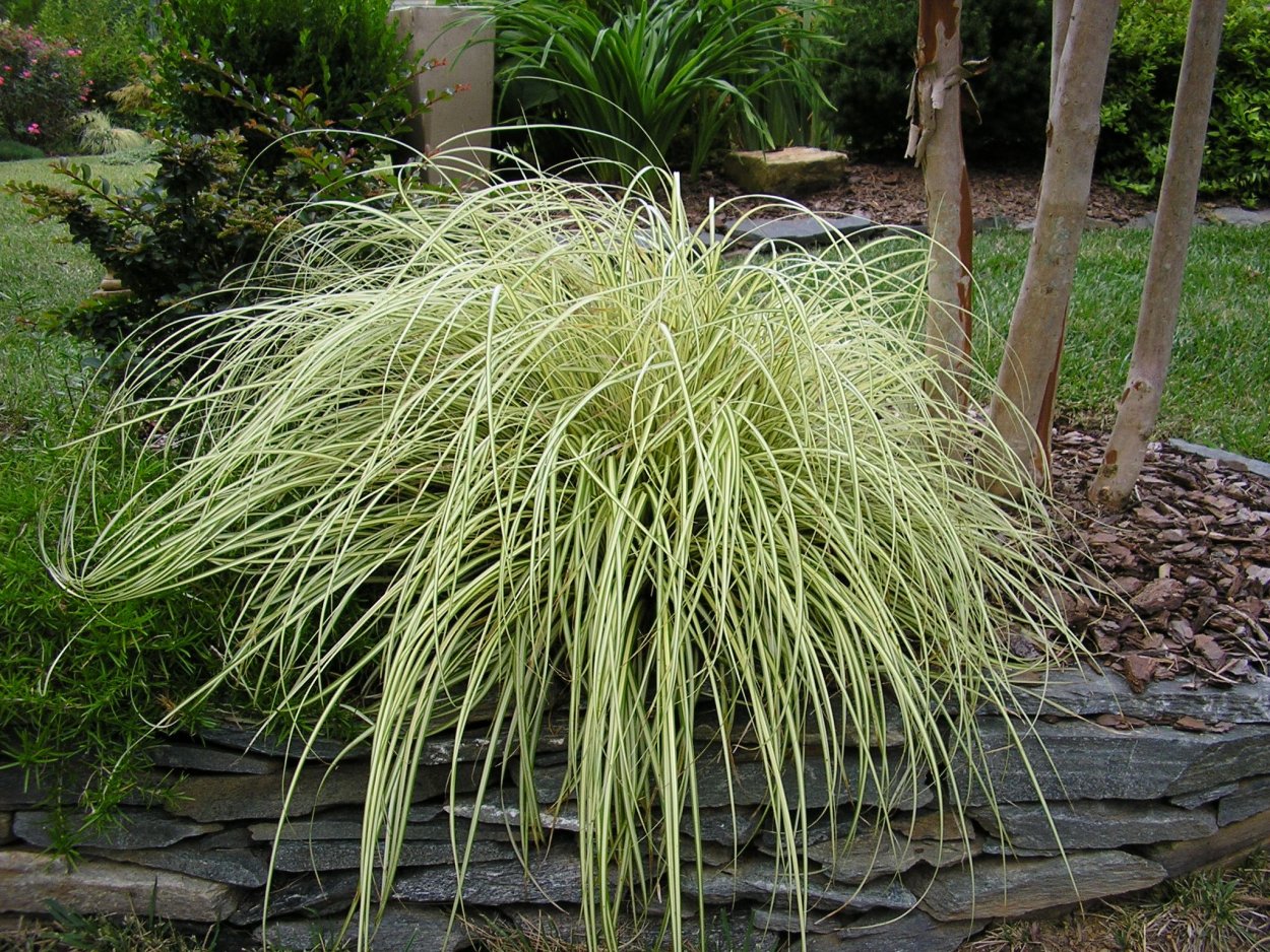 Осока (Carex) Эверголд