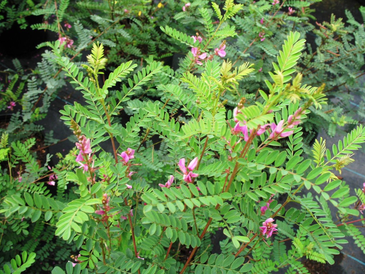 Растений рода Indigofera