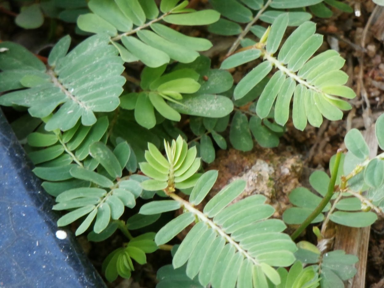 Phyllanthus Вьетнам