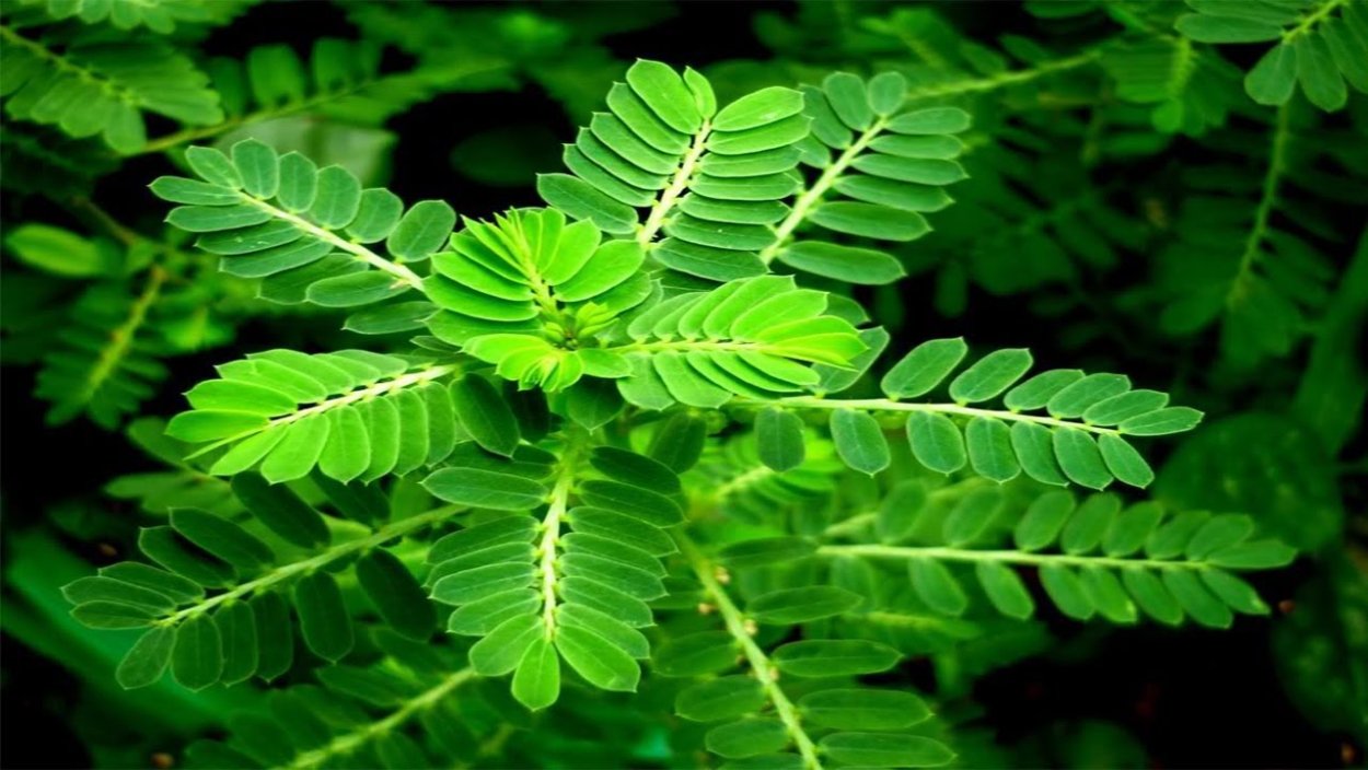 Cây thuốc trị ho