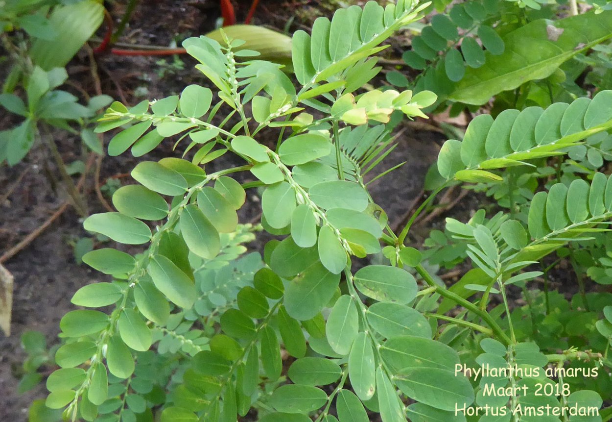 Филлантус разновидности