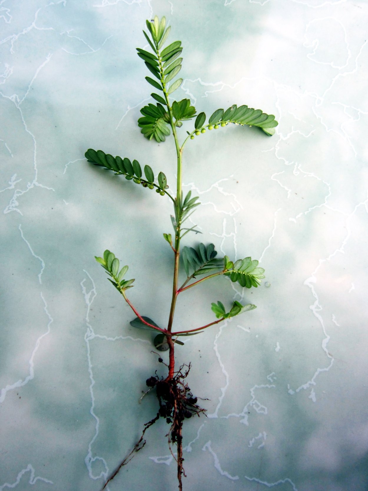 Филлантус Уссурийский