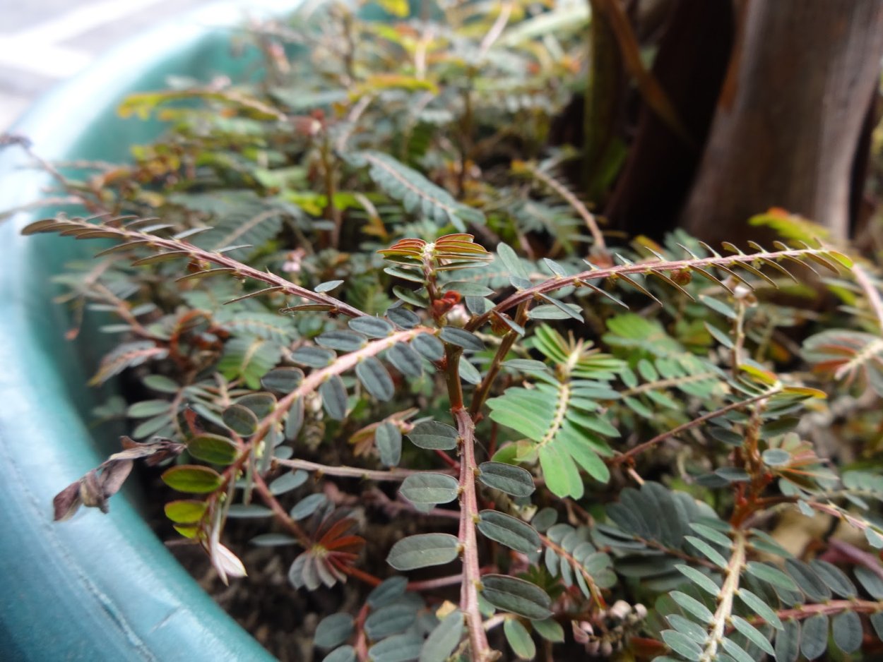 Филлантус нирури в горшке