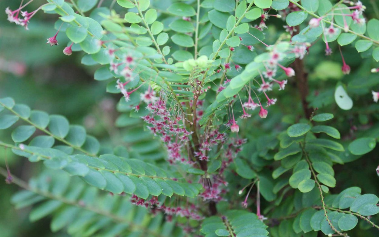 Phyllanthus grandifolius