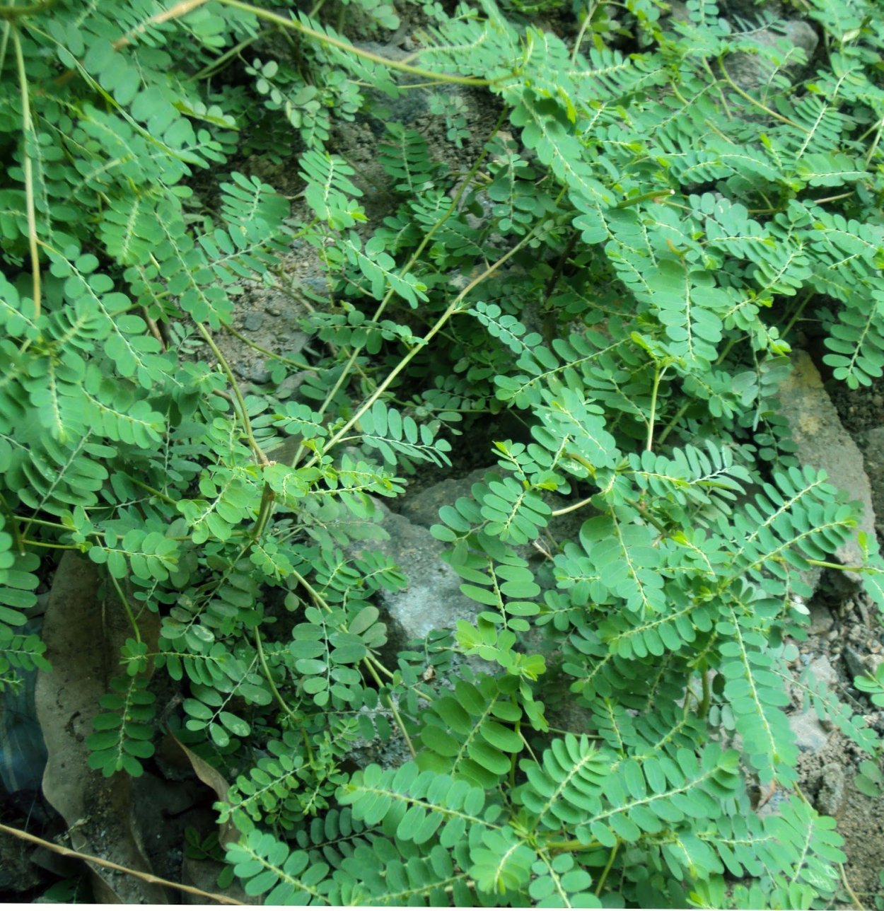 Филлантус уринария препарат