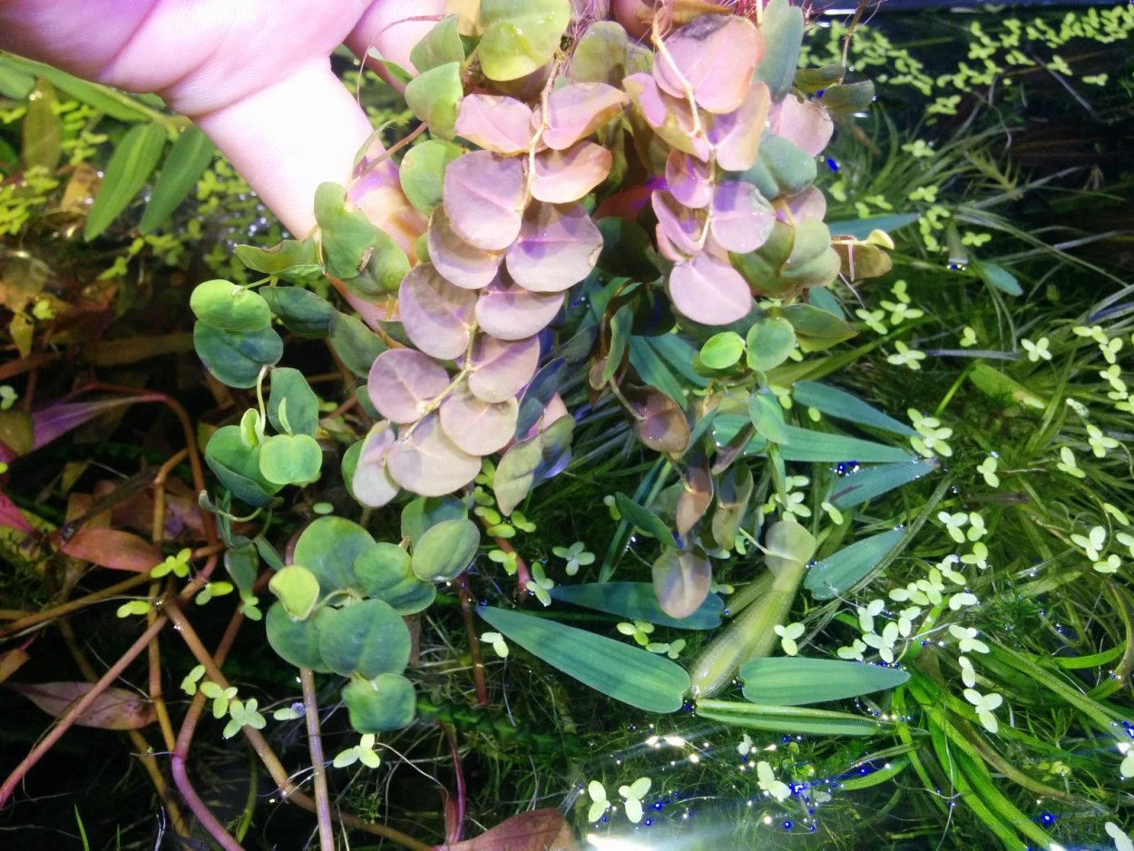 Лимнобиум филлантус