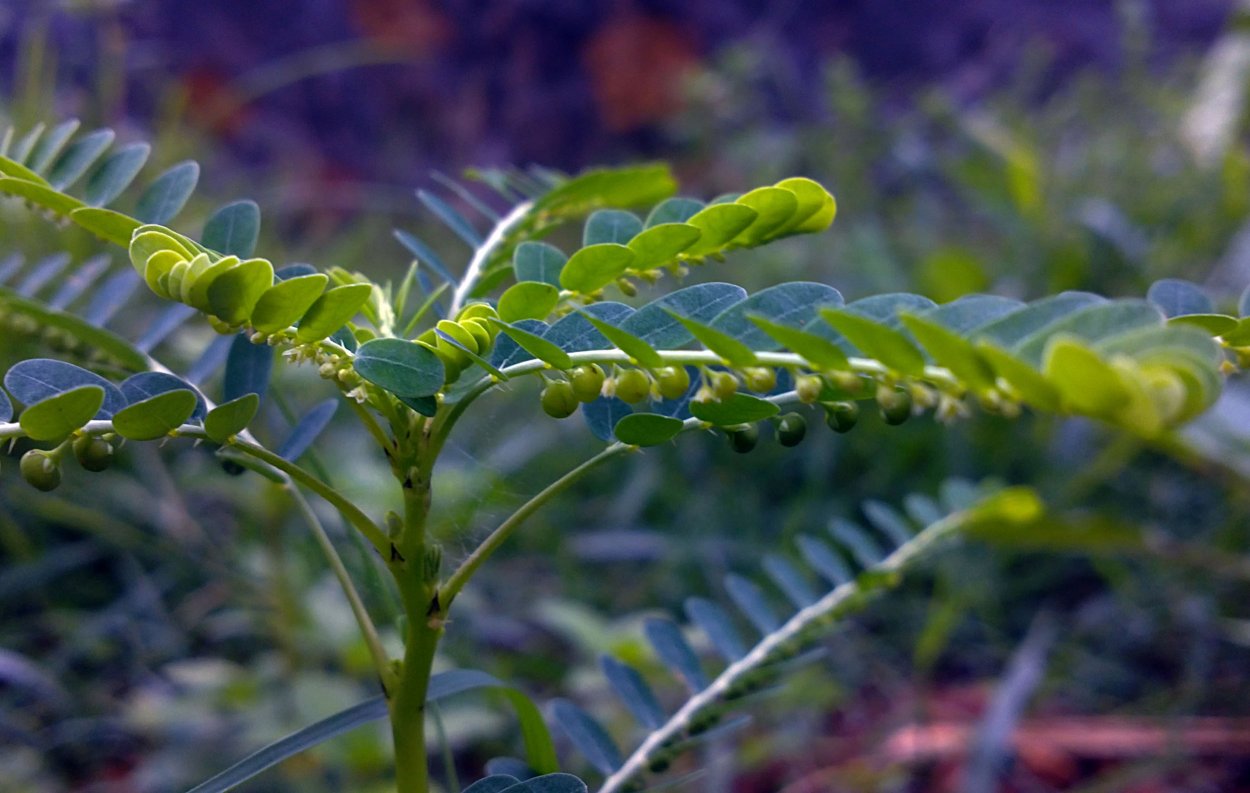 Филлантус нирури