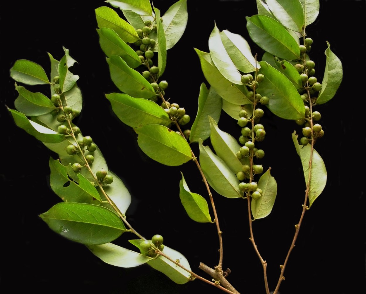 Phyllanthus в косметике