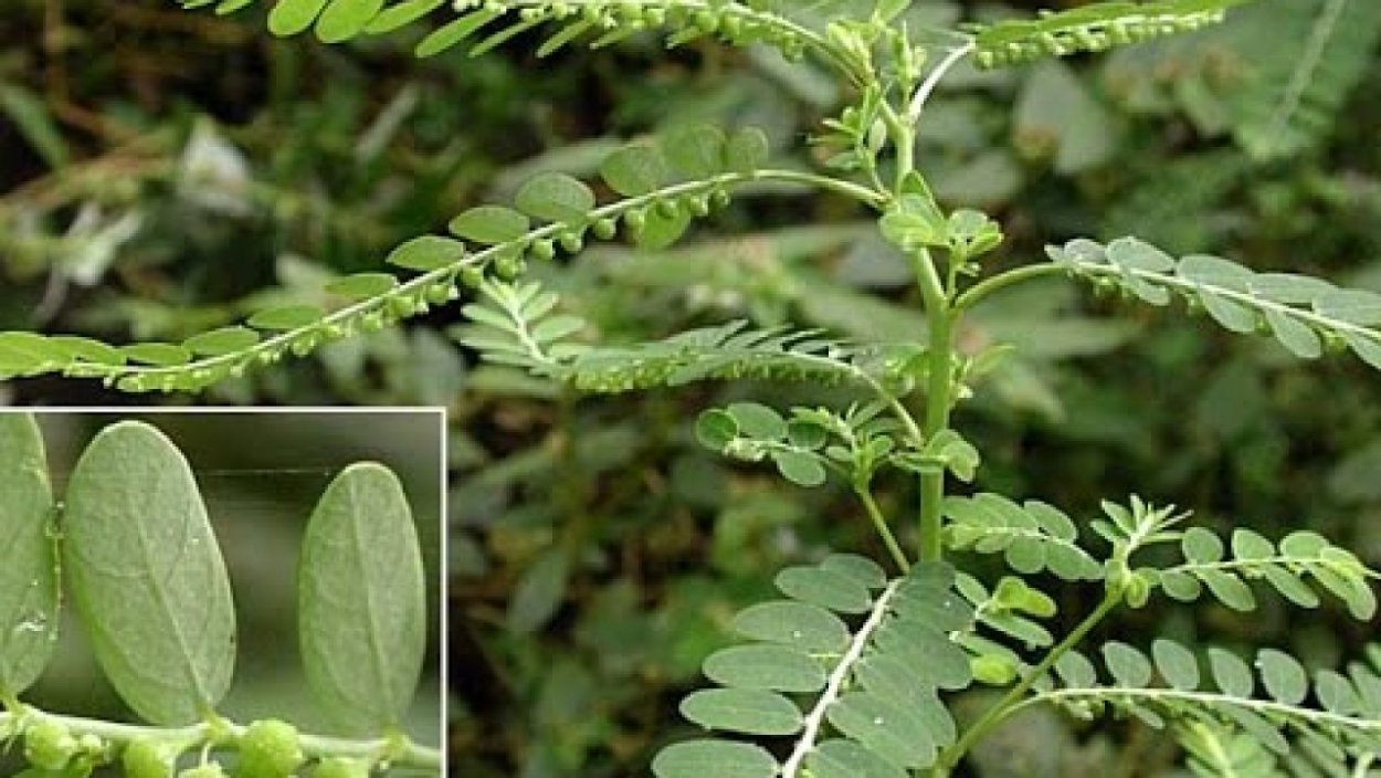 Phyllanthus niruri (Amla)