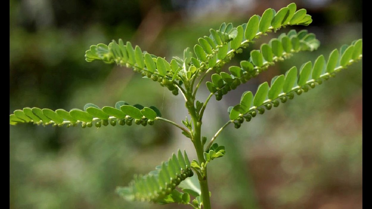 Филлантус нирури