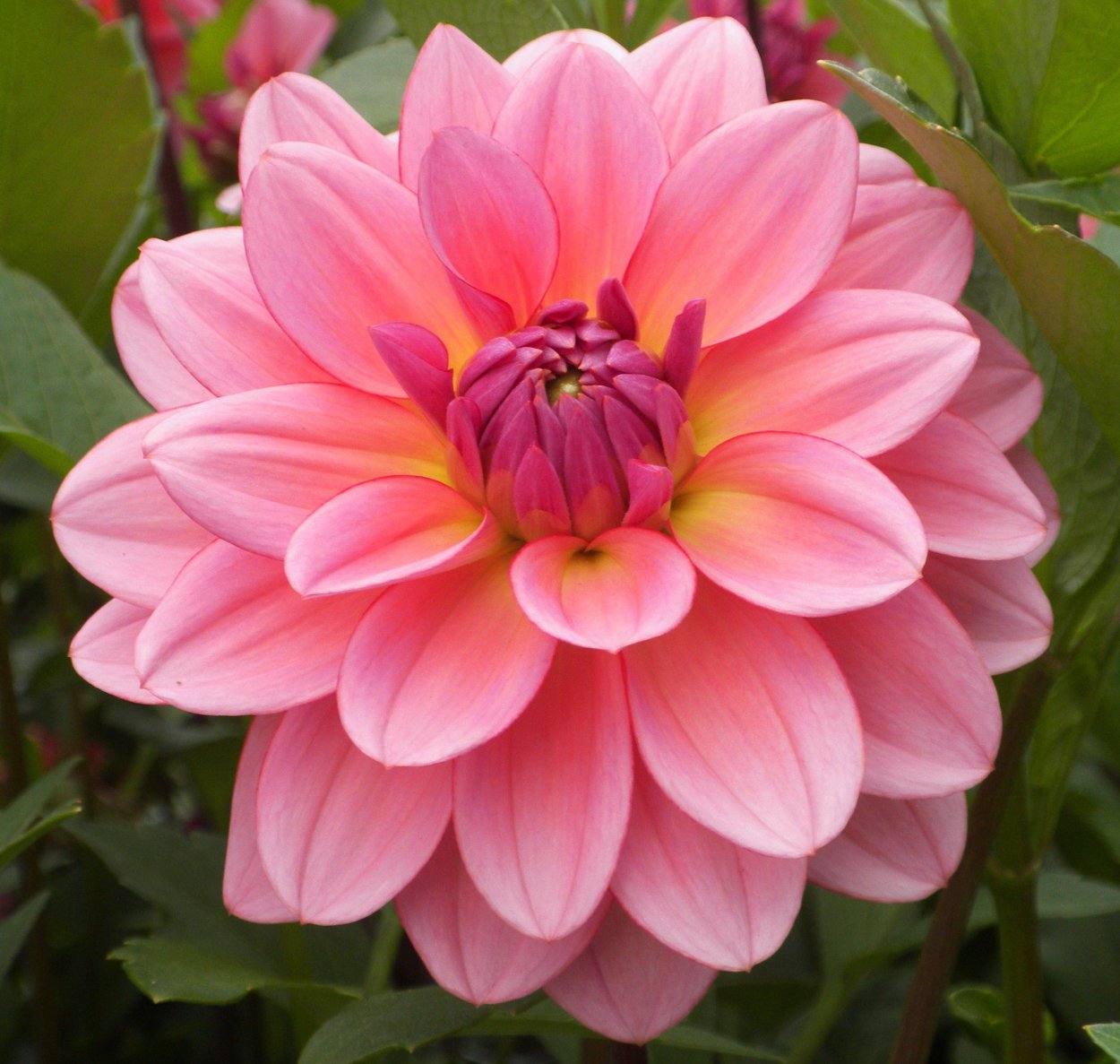 Георгин Файрпот