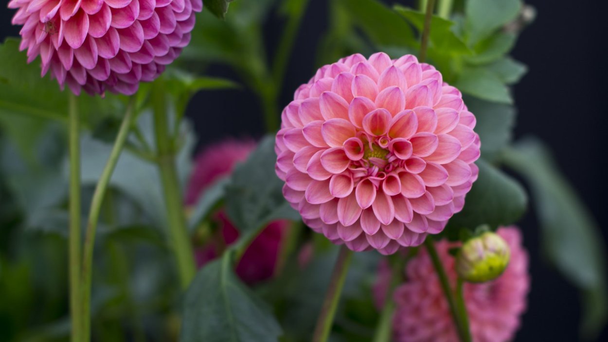 Dahlia Pink георгин