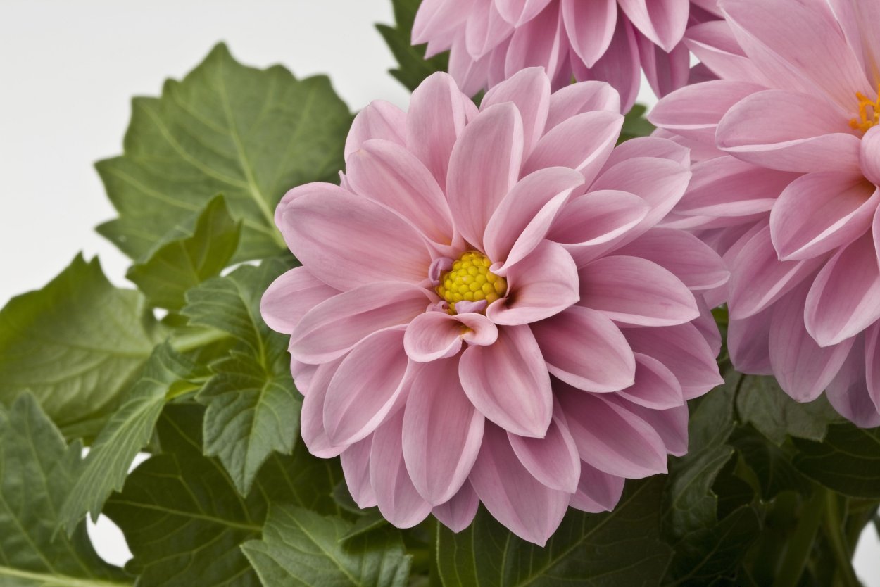 Dahlia Dahlietta