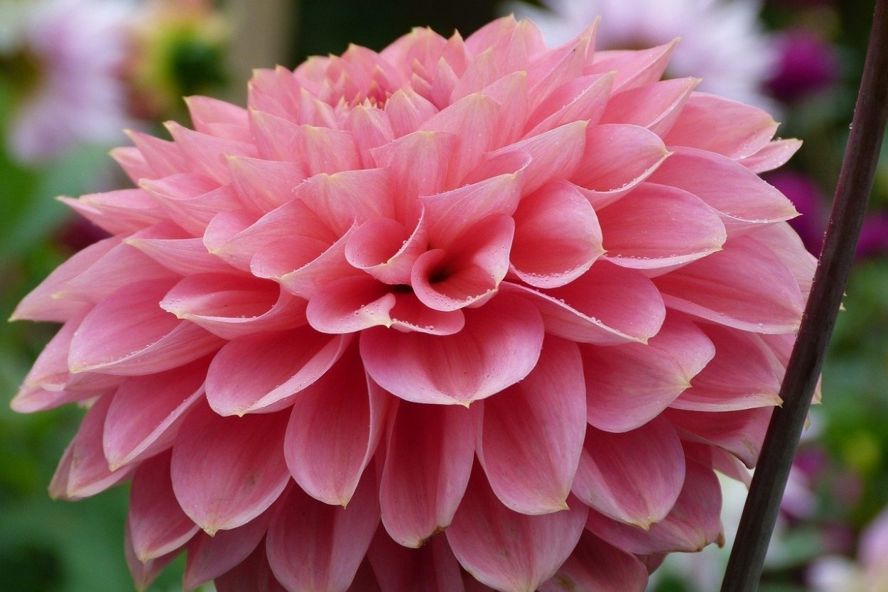 Георгины Софья